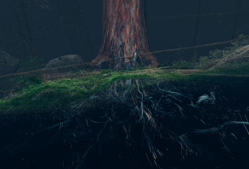 CGI of tree roots and fungi